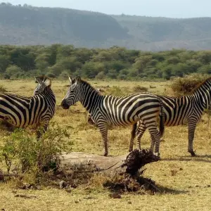 Explore 4Days/3Nights Serengeti, Ngorongoro & Lake Manyara for 4 days with Across Africa Tours & Travel and discover unforgettable experiences - Photo 4