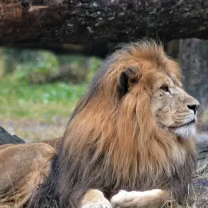 Explore 4Days/3Nights, Serengeti, Ngorongoro crater and Lake Manyara Adventure for 4 days with Across Africa Tours & Travel and discover unforgettable experiences - Photo 5