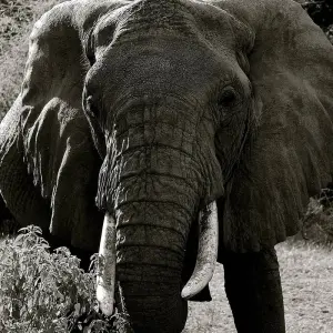 Explore 4Days/3Nights Serengeti, Ngorongoro & Lake Manyara for 4 days with Across Africa Tours & Travel and discover unforgettable experiences - Photo 6