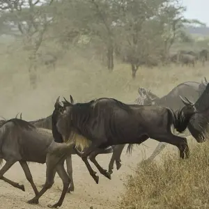 Explore 4Days/3Nights, Serengeti, Ngorongoro crater and Lake Manyara Adventure for 4 days with Across Africa Tours & Travel and discover unforgettable experiences - Photo 6