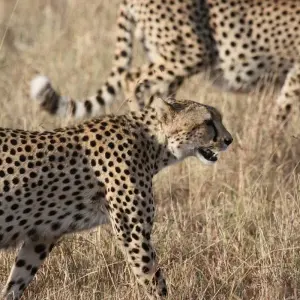 Explore 4Days/3Nights Serengeti, Ngorongoro & Lake Manyara for 4 days with Across Africa Tours & Travel and discover unforgettable experiences - Photo 7