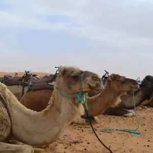 Explore Dessert Tour from Marrakech 4D/3N for 4 days with Across Africa Tours & Travel and discover unforgettable experiences - Photo 5