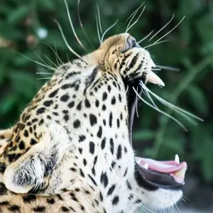 Explore Inner Delta Mokoro Safari 4 Days/3 Nights for 4 days with Across Africa Tours & Travel and discover unforgettable experiences - Photo 7