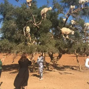 Explore Dessert Tour from Marrakech to Fes 4D/3N for 4 days with Across Africa Tours & Travel and discover unforgettable experiences - Photo 7