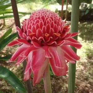 Explore 5 Days/ 4Nights São Tomé Adventure for 5 days with Across Africa Tours & Travel and discover unforgettable experiences - Photo 3