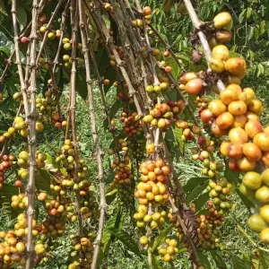 Explore 5 Days/ 4Nights São Tomé Adventure for 5 days with Across Africa Tours & Travel and discover unforgettable experiences - Photo 4