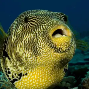 Explore Mozambique Discovery Adventure 7 Days /6 Night for 7 days with Across Africa Tours & Travel and discover unforgettable experiences - Photo 2