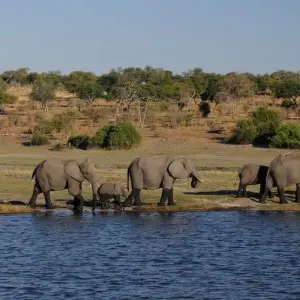 Explore Best Kasane Experience 4 Day 3Nights for 4 days with Across Africa Tours & Travel and discover unforgettable experiences - Photo 3