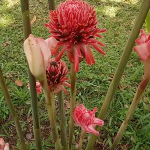 Explore 5 Days/ 4Nights São Tomé Adventure for 5 days with Across Africa Tours & Travel and discover unforgettable experiences - Photo 5