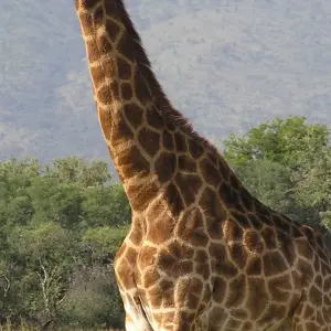 Explore Wild West Zambia 15 Days/14 Nights for 15 days with Across Africa Tours & Travel and discover unforgettable experiences - Photo 6