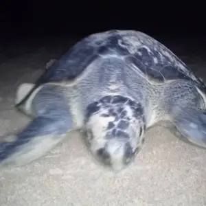 Explore 5 Days/ 4Nights São Tomé Adventure for 5 days with Across Africa Tours & Travel and discover unforgettable experiences - Photo 6