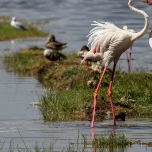 Explore 7 Days/ 6 Nights Best of Kenya Adventure in Masai Mara, Lake Nakuru and Amboseli (Comfort Plus) for 7 days with Across Africa Tours & Travel and discover unforgettable experiences - Photo 3