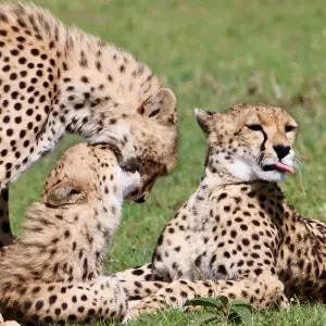 Explore 7 Days/ 6 Nights Best of Kenya Adventure in Masai Mara, Lake Nakuru and Amboseli (Comfort Plus) for 7 days with Across Africa Tours & Travel and discover unforgettable experiences - Photo 4