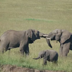 Explore 7 Days/ 6 Nights Best of Kenya Adventure in Masai Mara, Lake Nakuru and Amboseli (Comfort Plus) for 7 days with Across Africa Tours & Travel and discover unforgettable experiences - Photo 5