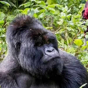 Explore Combined Gabon and Sao Tome Principe Tour for 13 days with Across Africa Tours & Travel and discover unforgettable experiences - Photo 2