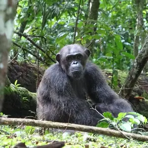 Explore Combined Gabon and Sao Tome Principe Tour for 13 days with Across Africa Tours & Travel and discover unforgettable experiences - Photo 3