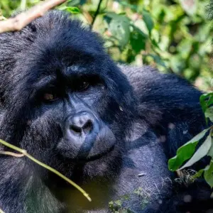 Explore Combined Gabon and Sao Tome Principe Tour for 13 days with Across Africa Tours & Travel and discover unforgettable experiences - Photo 4