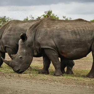 Explore Thula Thula Game Reserve Experience 3Day/2nights for 3 days with Across Africa Tours & Travel and discover unforgettable experiences - Photo 3