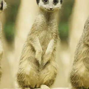 Explore Garden Route & Addo Adventure 9 Days/ 8 Nights ( Comfort) for 9 days with Across Africa Tours & Travel and discover unforgettable experiences - Photo 4