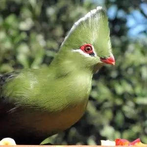 Explore Garden Route & Addo Adventure 9 Days/ 8 Nights ( Comfort) for 9 days with Across Africa Tours & Travel and discover unforgettable experiences - Photo 5