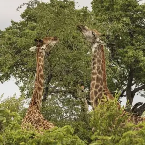 Explore Sabi Sands Reserve Express Safari 5 days/ 4Nights (Comfort plus) for 5 days with Across Africa Tours & Travel and discover unforgettable experiences - Photo 3