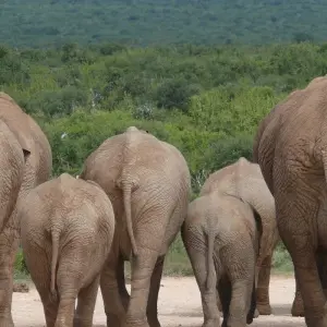 Explore Garden Route & Addo Adventure 9 Days/ 8 Nights ( Comfort) for 9 days with Across Africa Tours & Travel and discover unforgettable experiences - Photo 7