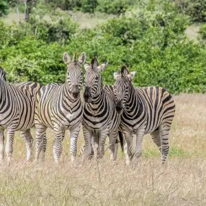 Explore Sabi Sands Reserve Express Safari 5 days/ 4Nights (Comfort plus) for 5 days with Across Africa Tours & Travel and discover unforgettable experiences - Photo 5