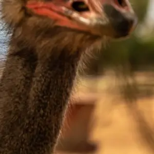 Explore Garden Route & Addo Adventure 9 Days/ 8 Nights ( Comfort) for 9 days with Across Africa Tours & Travel and discover unforgettable experiences - Photo 8