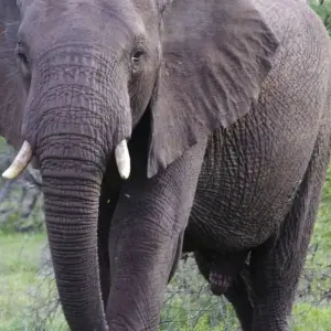 Explore Sabi Sands Reserve Express Safari 5 days/ 4Nights (Comfort plus) for 5 days with Across Africa Tours & Travel and discover unforgettable experiences - Photo 6