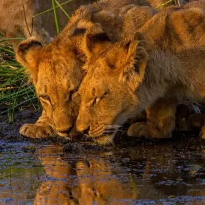 Explore Sabi Sands Reserve Express Safari 5 days/ 4Nights (Comfort plus) for 5 days with Across Africa Tours & Travel and discover unforgettable experiences - Photo 7