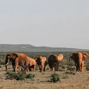 Explore Namibian Highlights Safari 15 Days/ 14 Nights for 15 days with Across Africa Tours & Travel and discover unforgettable experiences - Photo 2