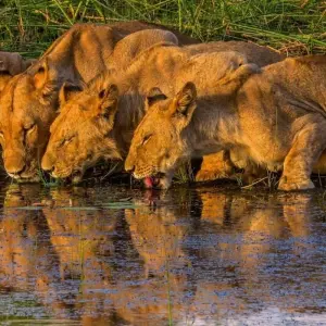 Explore 4 Days 3 Nights Inner Delta Mokoro Safari( Budget) for 4 days with Across Africa Tours & Travel and discover unforgettable experiences - Photo 7