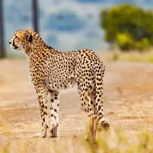 Explore Garden Route & Addo Adventure 9 Days/ 8 Nights ( Comfort) for 9 days with Across Africa Tours & Travel and discover unforgettable experiences - Photo 10