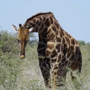 Explore Namibia Sightseeing Safari 10 Days 9 Nights for 10 days with Across Africa Tours & Travel and discover unforgettable experiences - Photo 4