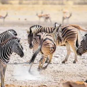 Explore Namibia Sightseeing Safari 10 Days 9 Nights for 10 days with Across Africa Tours & Travel and discover unforgettable experiences - Photo 5