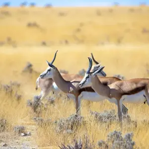 Explore Namibia Sightseeing Safari 10 Days 9 Nights for 10 days with Across Africa Tours & Travel and discover unforgettable experiences - Photo 6