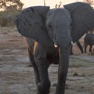 Explore Thula Thula Game Reserve Experience 4Day/3nights ( Comfort) for 4 days with Across Africa Tours & Travel and discover unforgettable experiences - Photo 2