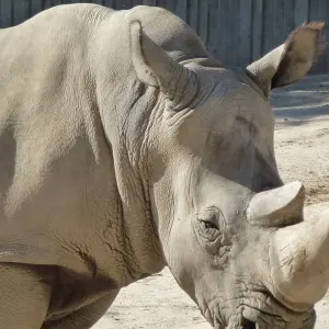 Explore Thula Thula Game Reserve Experience 4Day/3nights ( Comfort) for 4 days with Across Africa Tours & Travel and discover unforgettable experiences - Photo 5