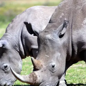 Explore Four-Day Safari in Beautiful Kwa-Zulu Natal, South Africa for 4 days with Across Africa Tours & Travel and discover unforgettable experiences - Photo 4