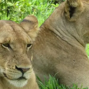 Explore Oudtshoorn Adventure Safari 5Days/ 4Nights for 5 days with Across Africa Tours & Travel and discover unforgettable experiences - Photo 4