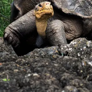 Explore Gabon Classic Safari 12 Days/ 11 Nights (Comfort) for 12 days with Across Africa Tours & Travel and discover unforgettable experiences - Photo 3