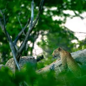 Explore Cape Town City Tour and Bush safaris Adventure  5Days/4Nights. for 5 days with Across Africa Tours & Travel and discover unforgettable experiences - Photo 2