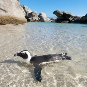 Explore Cape Town City Tour and Bush safaris Adventure  5Days/4Nights. for 5 days with Across Africa Tours & Travel and discover unforgettable experiences - Photo 3