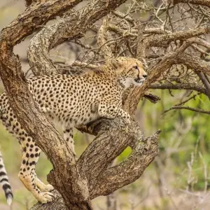 Explore Four-Day Safari in Beautiful Kwa-Zulu Natal, South Africa for 4 days with Across Africa Tours & Travel and discover unforgettable experiences - Photo 6