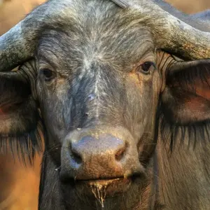 Explore Addo Elephant Park and Tsitsikamma National Park Adventure 5 Days/ 4 Nights for 5 days with Across Africa Tours & Travel and discover unforgettable experiences - Photo 4