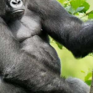 Explore Gabon Classic Safari 12 Days/ 11 Nights (Comfort) for 12 days with Across Africa Tours & Travel and discover unforgettable experiences - Photo 5