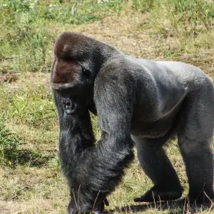 Explore Gabon Classic Safari 12 Days/ 11 Nights (Comfort) for 12 days with Across Africa Tours & Travel and discover unforgettable experiences - Photo 6