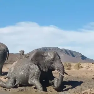 Explore Route 62, Garden Route and Big-5 Safari 7 Days/ 6 Nights (Comfort) for 7 days with Across Africa Tours & Travel and discover unforgettable experiences - Photo 3