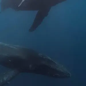 Explore Klein Karoo, Garden Route and Addo shore Excursion 3Days/2Nights for 3 days with Across Africa Tours & Travel and discover unforgettable experiences - Photo 6