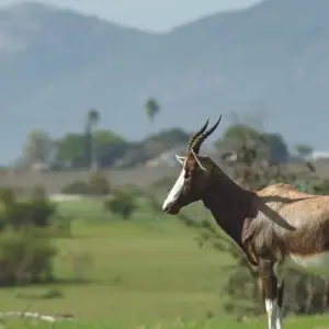 Explore Route 62, Garden Route and Big-5 Safari 7 Days/ 6 Nights (Comfort) for 7 days with Across Africa Tours & Travel and discover unforgettable experiences - Photo 9